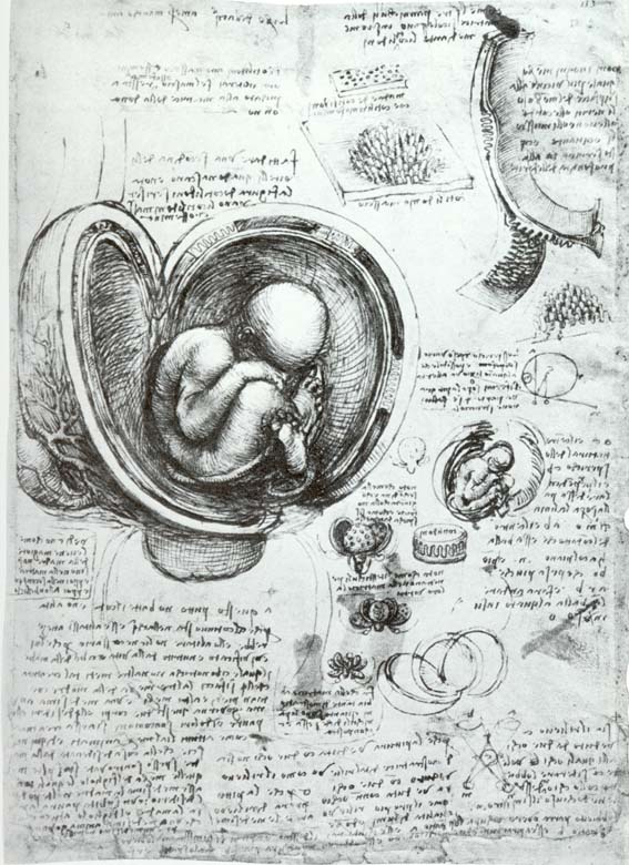 Леонардо да Винчи, рисунок Плод в чреве матери