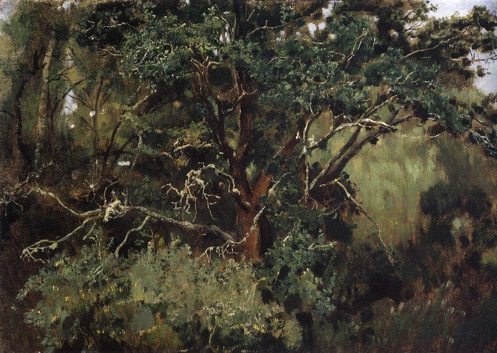 Ахтырский дуб, Дуб в Ахтырке - Картина Васнецова